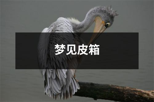 梦见皮箱