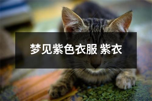 梦见紫色衣服紫衣