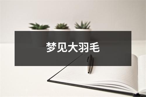 梦见大羽毛