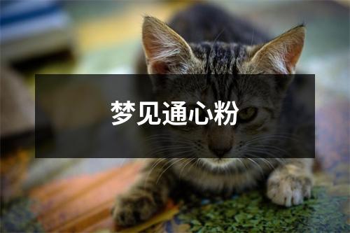 梦见通心粉