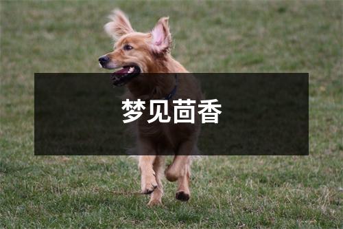 梦见茴香