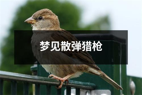 <h3>梦见散弹猎枪