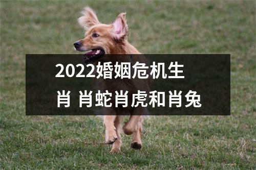 2025婚姻危机生肖肖蛇肖虎和肖兔