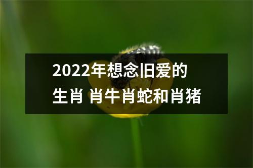 2025年想念旧爱的生肖肖牛肖蛇和肖猪