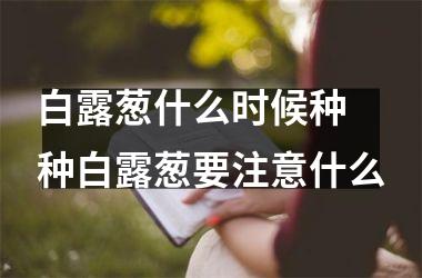 白露葱什么时候种 种白露葱要注意什么