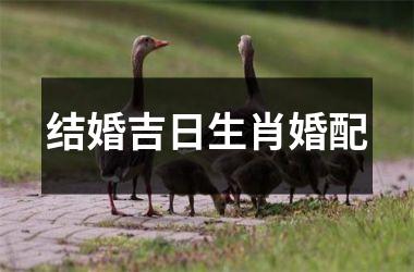 <h3>结婚吉日生肖婚配