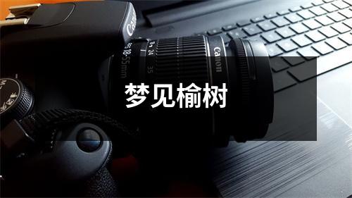 <h3>梦见榆树
