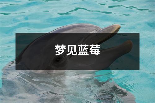 <h3>梦见蓝莓
