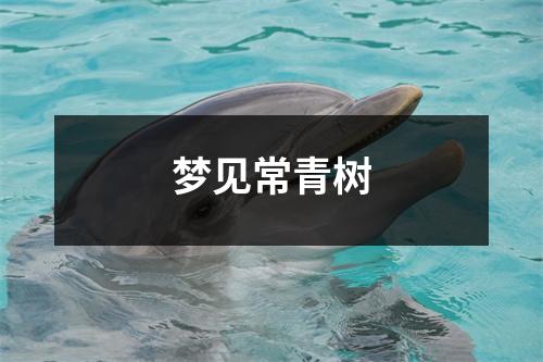 <h3>梦见常青树
