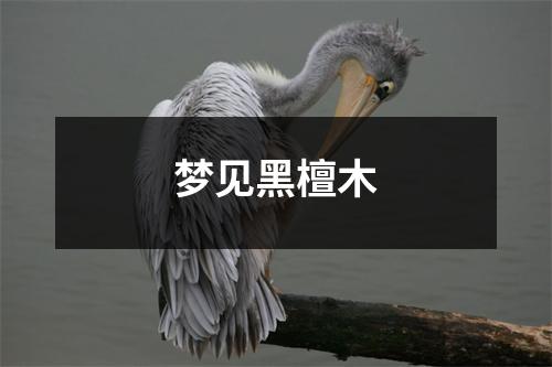 <h3>梦见黑檀木