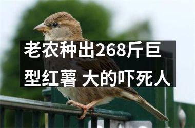 老农种出268斤巨型红薯 大的吓死人