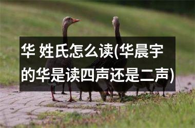 <h3>华 姓氏怎么读(华晨宇的华是读四声还是二声)