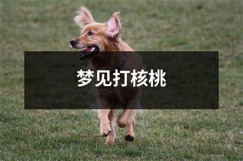 <h3>梦见打核桃