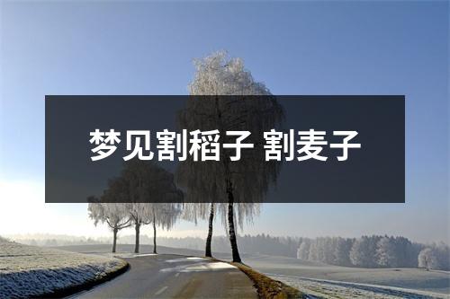 梦见割稻子割麦子