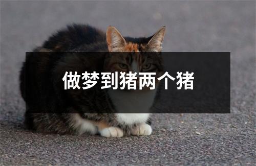 <h3>做梦到猪两个猪