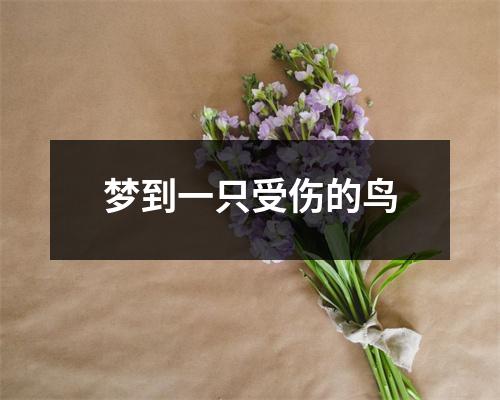 <h3>梦到一只受伤的鸟