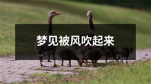 梦见被风吹起来