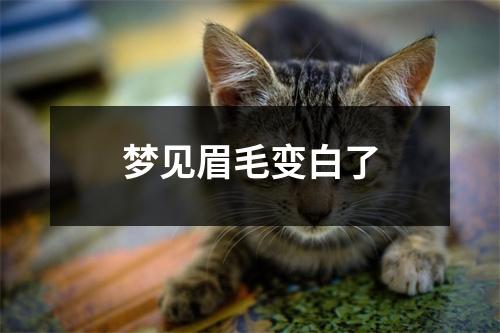 <h3>梦见眉毛变白了