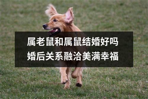 <h3>属老鼠和属鼠结婚好吗婚后关系融洽美满幸福