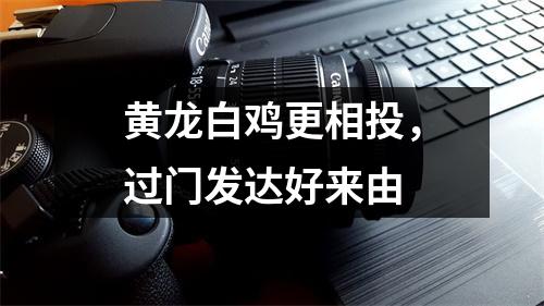 <h3>黄龙白鸡更相投，过门发达好来由
