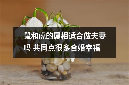 <h3>鼠和虎的属相适合做夫妻吗共同点很多合婚幸福