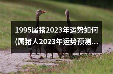 1995属猪2023年运势如何(属猪人2023年运势预测)
