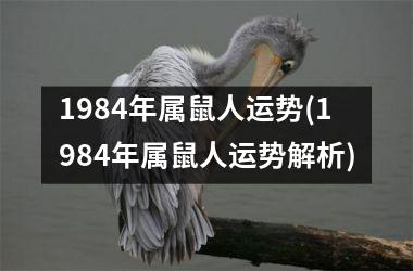 1984年属鼠人运势(1984年属鼠人运势解析)