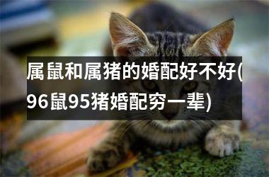 属鼠和属猪的婚配好不好(96鼠95猪婚配穷一辈)