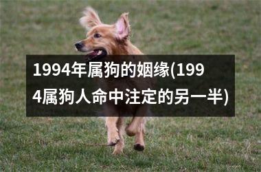1994年属狗的姻缘(1994属狗人命中注定的另一半)