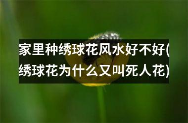 <h3>家里种绣球花风水好不好(绣球花为什么又叫死人花)