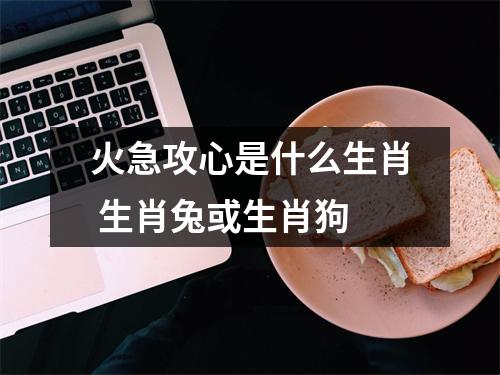 火急攻心是什么生肖生肖兔或生肖狗