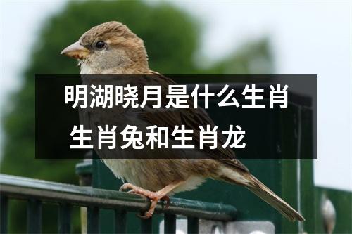 <h3>明湖晓月是什么生肖生肖兔和生肖龙