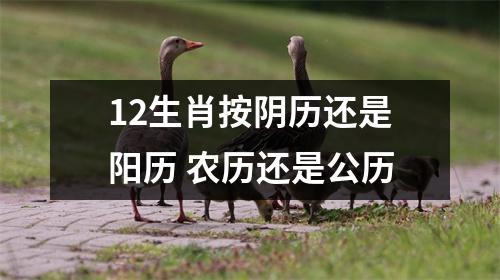 12生肖按阴历还是阳历农历还是公历