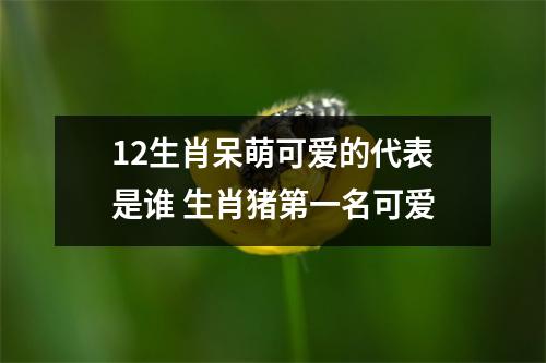 12生肖呆萌可爱的代表是谁生肖猪第一名可爱