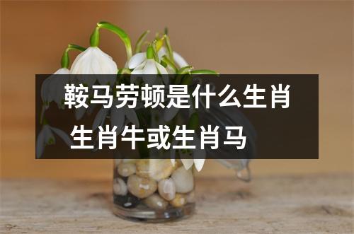 鞍马劳顿是什么生肖生肖牛或生肖马