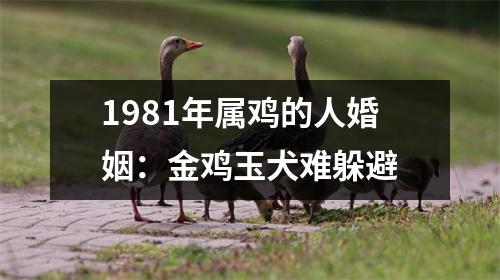 <h3>1981年属鸡的人婚姻：金鸡玉犬难躲避