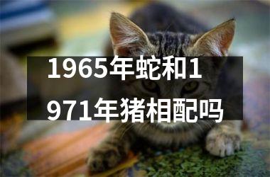 <h3>1965年蛇和1971年猪相配吗