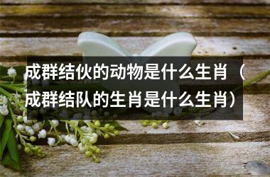 <h3>成群结伙的动物是什么生肖（成群结队的生肖是什么生肖）