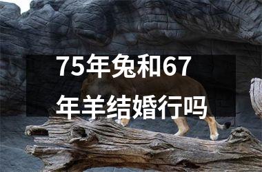 75年兔和67年羊结婚行吗