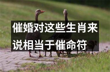 <h3>催婚对这些生肖来说相当于催命符