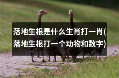 <h3>落地生根是什么生肖打一肖(落地生根打一个动物和数字)