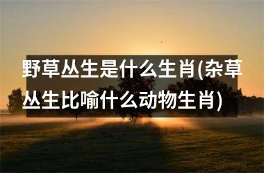 野草丛生是什么生肖(杂草丛生比喻什么动物生肖)