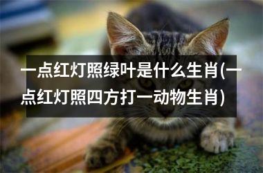 <h3>一点红灯照绿叶是什么生肖(一点红灯照四方打一动物生肖)