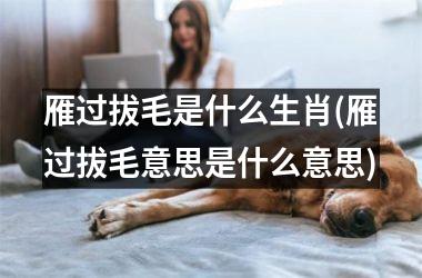 雁过拔毛是什么生肖(雁过拔毛意思是什么意思)