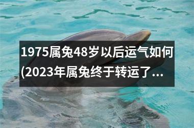 1975属兔48岁以后运气如何(2025年属兔终于转运了)