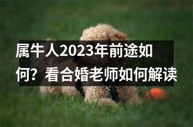 属牛人2025年前途如何？看合婚老师如何解读