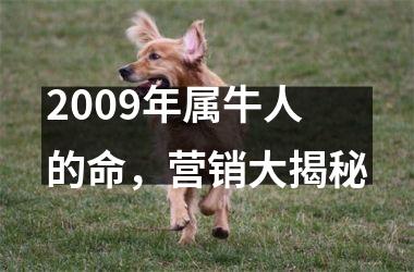 <h3>2009年属牛人的命，营销大揭秘