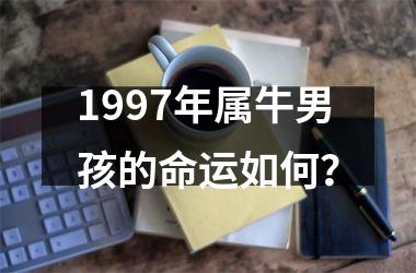 <h3>1997年属牛男孩的命运如何？