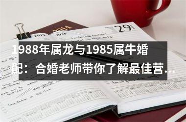 <h3>1988年属龙与1985属牛婚配：合婚老师带你了解佳营销策略