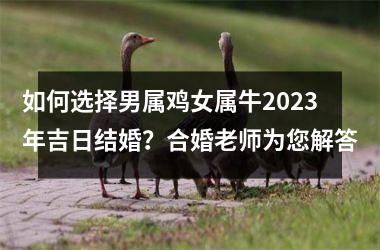 <h3>如何选择男属鸡女属牛2023年吉日结婚？合婚老师为您解答